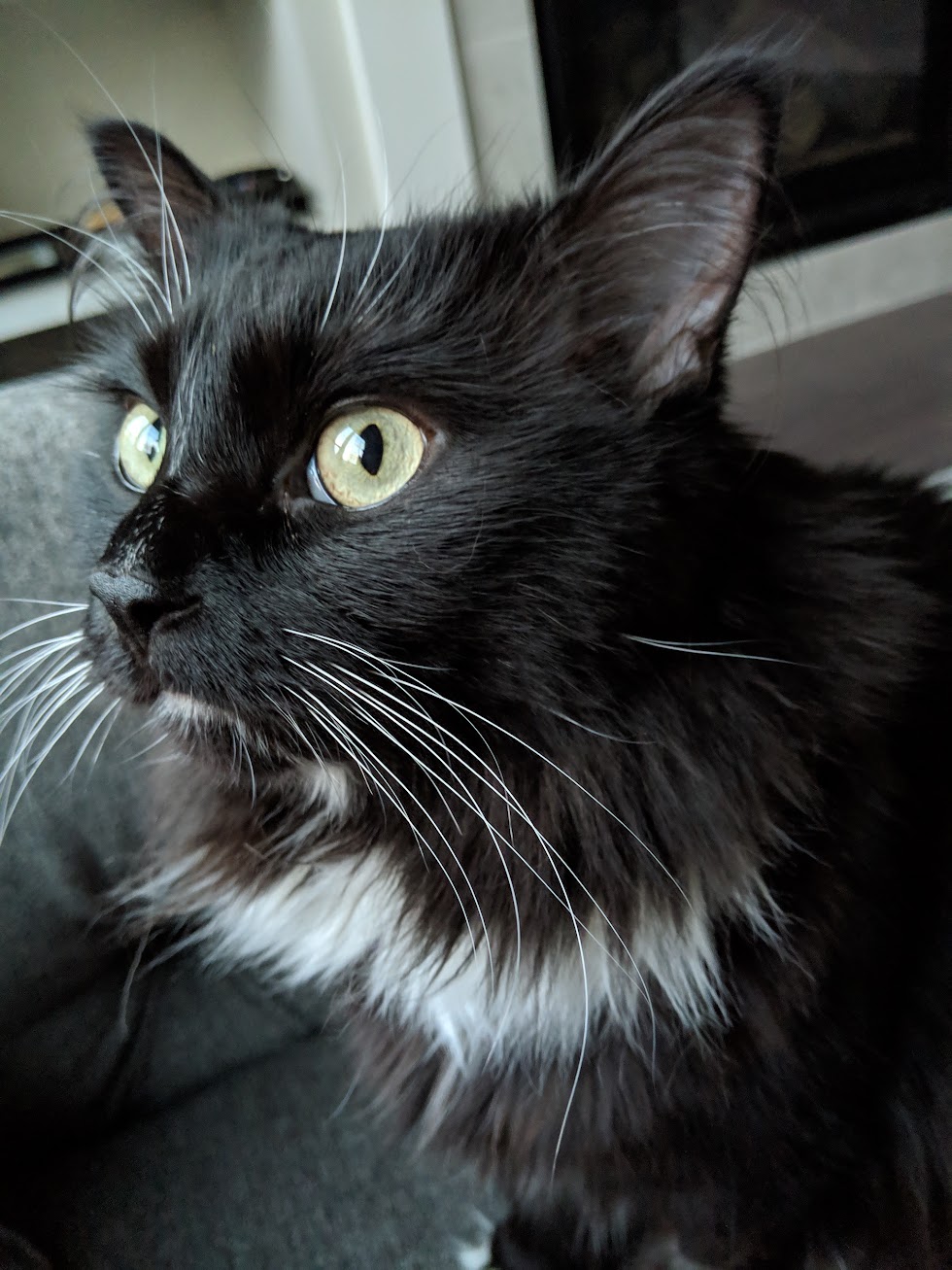 Icky stares into the sunlit window and looks handsome