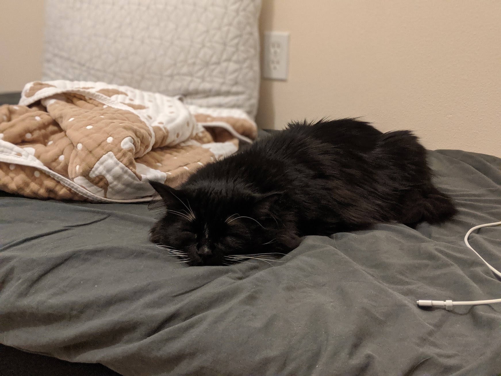 Icky likes to sleep very flat sometimes
