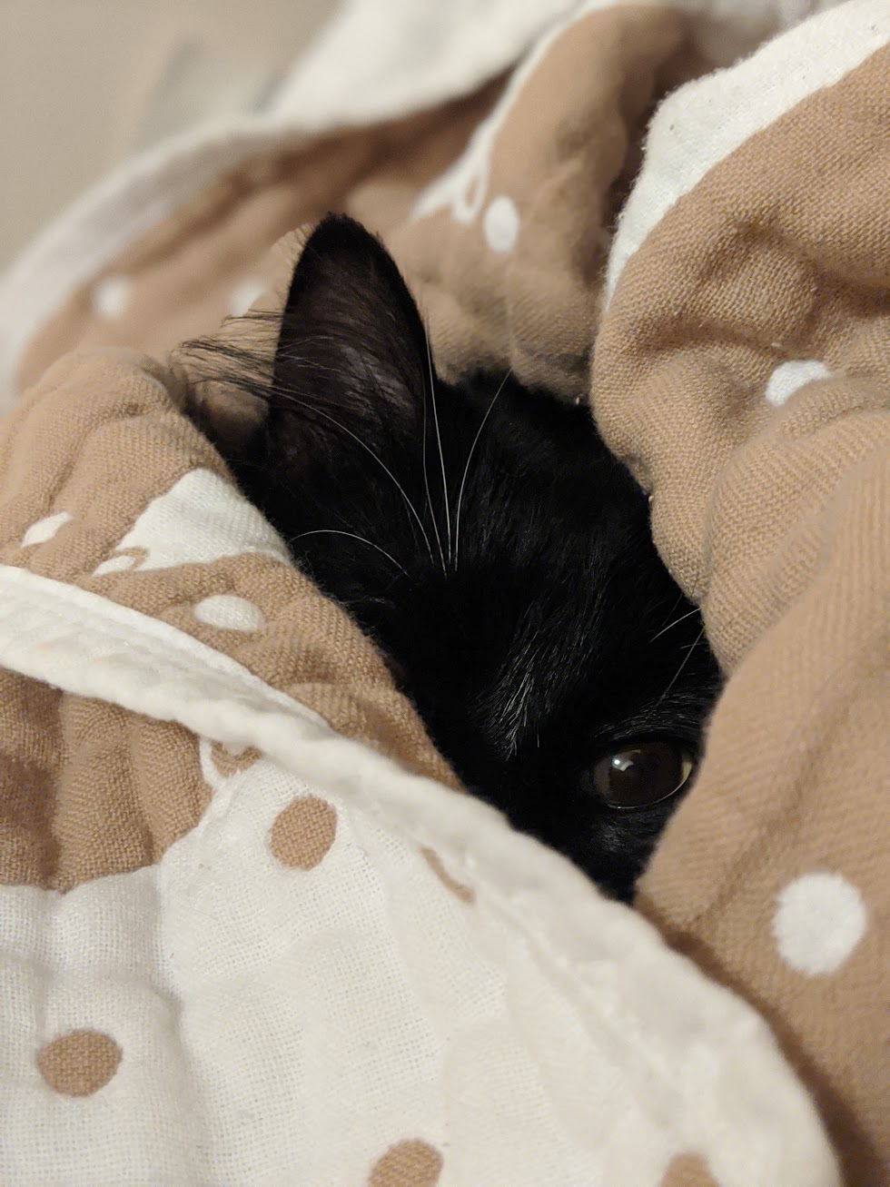 Icky got swaddled like a baby and looked at me with disdain with his one eye