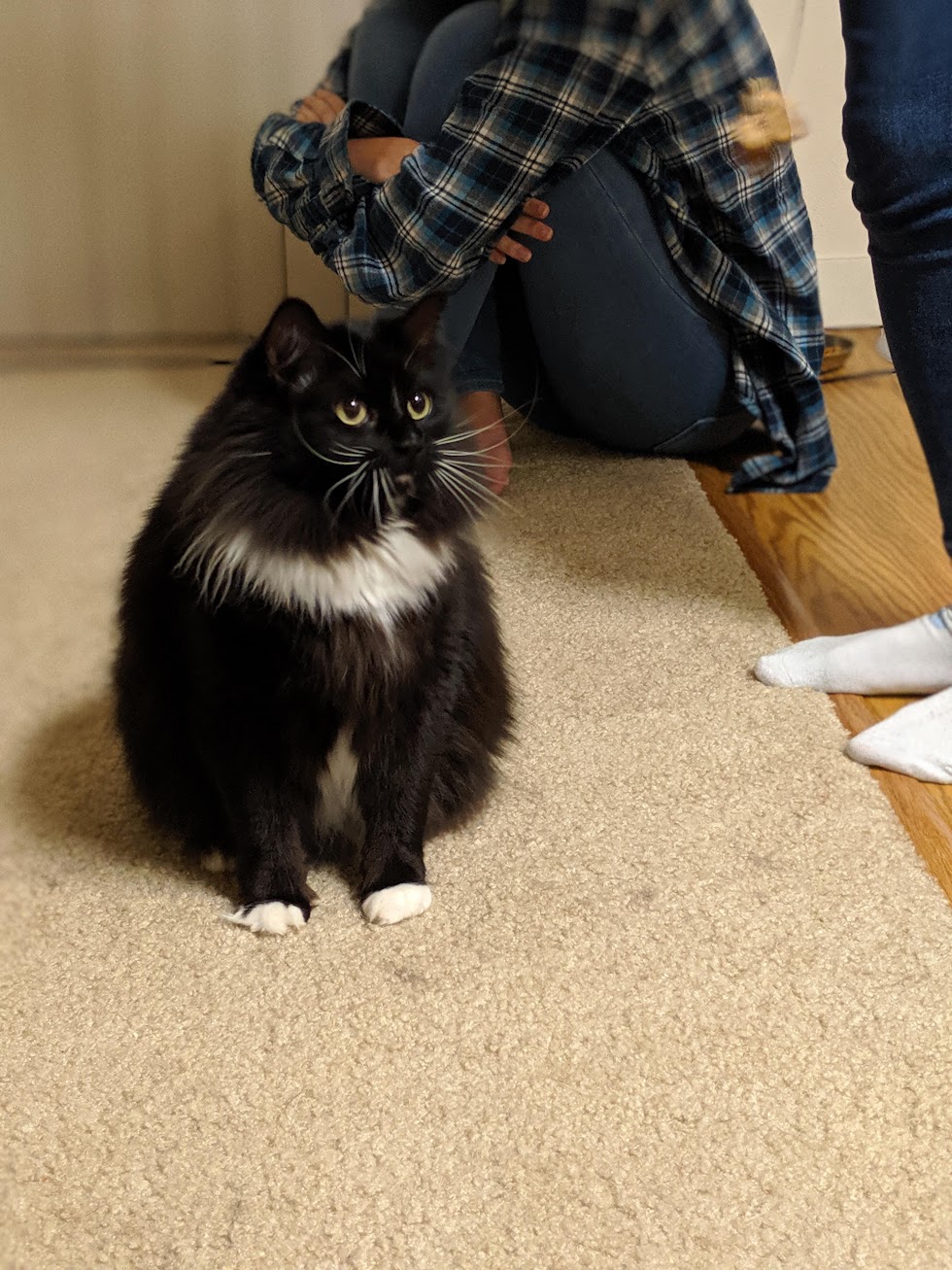 Icky is rotund