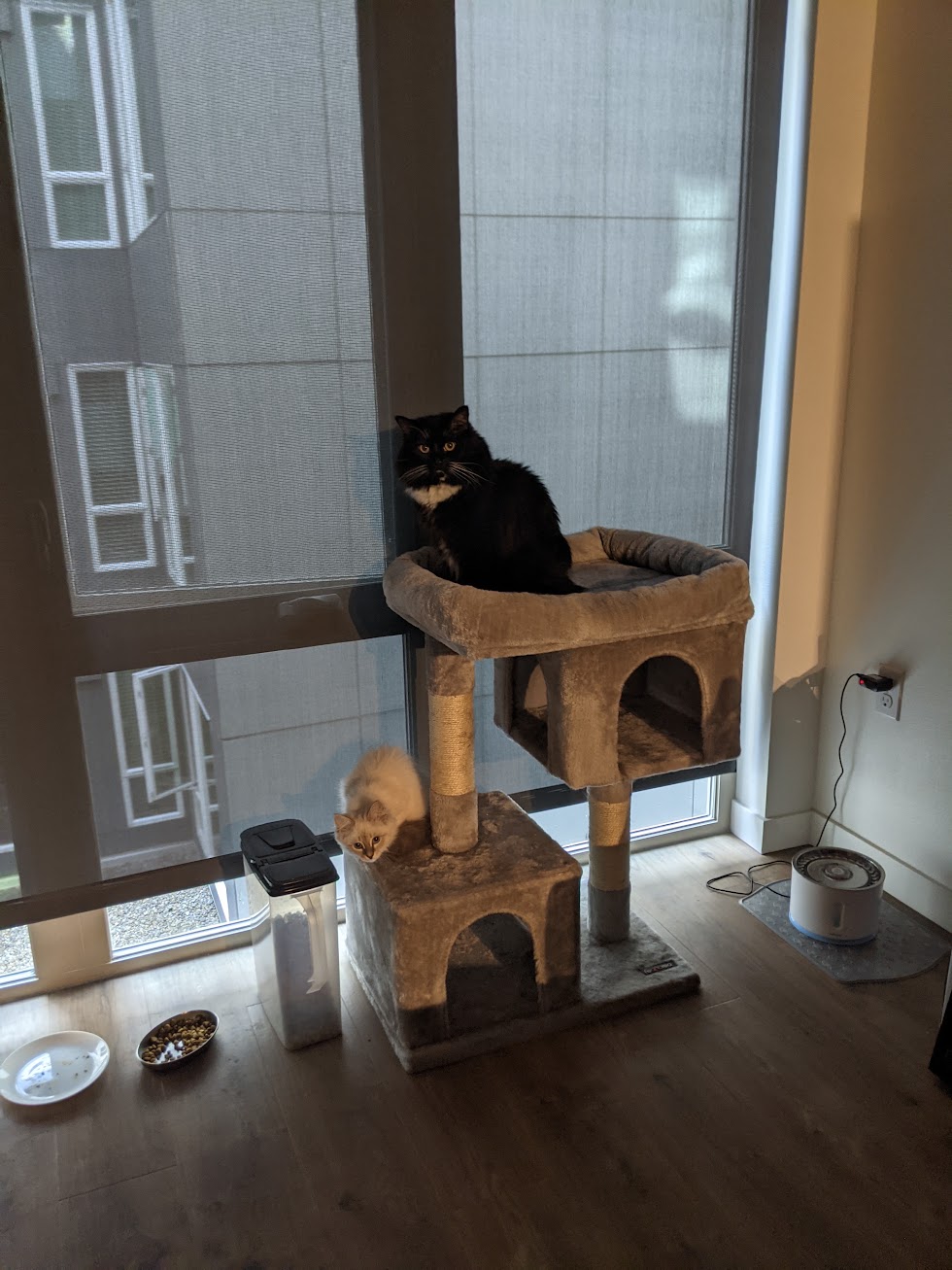 The first time they both found a spot on the cat three