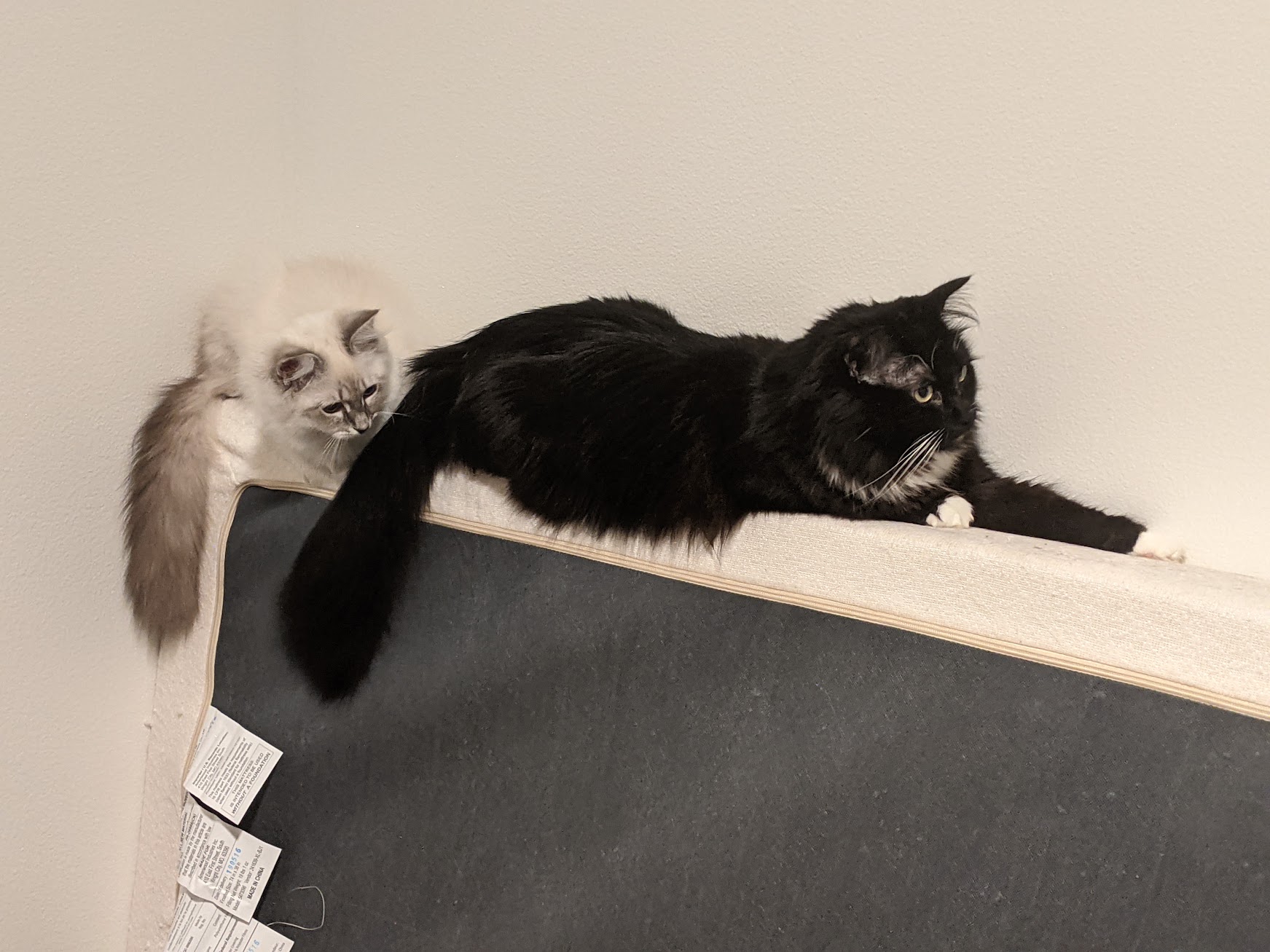 We were getting ready the move and they decided to perch on our mattress