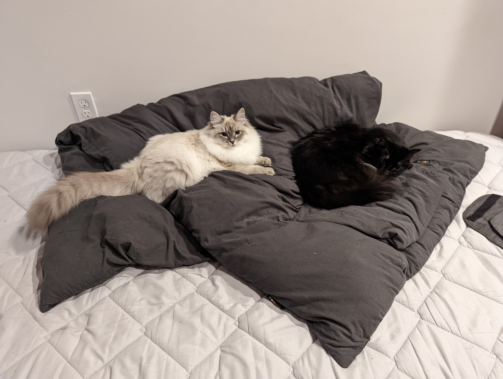 We moved and they immediately claimed their spots