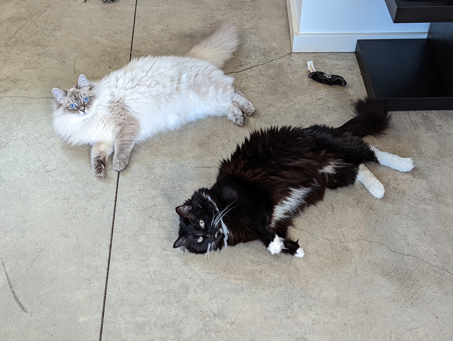 The concrete floor in the kitchen is their hangout spot for the summer