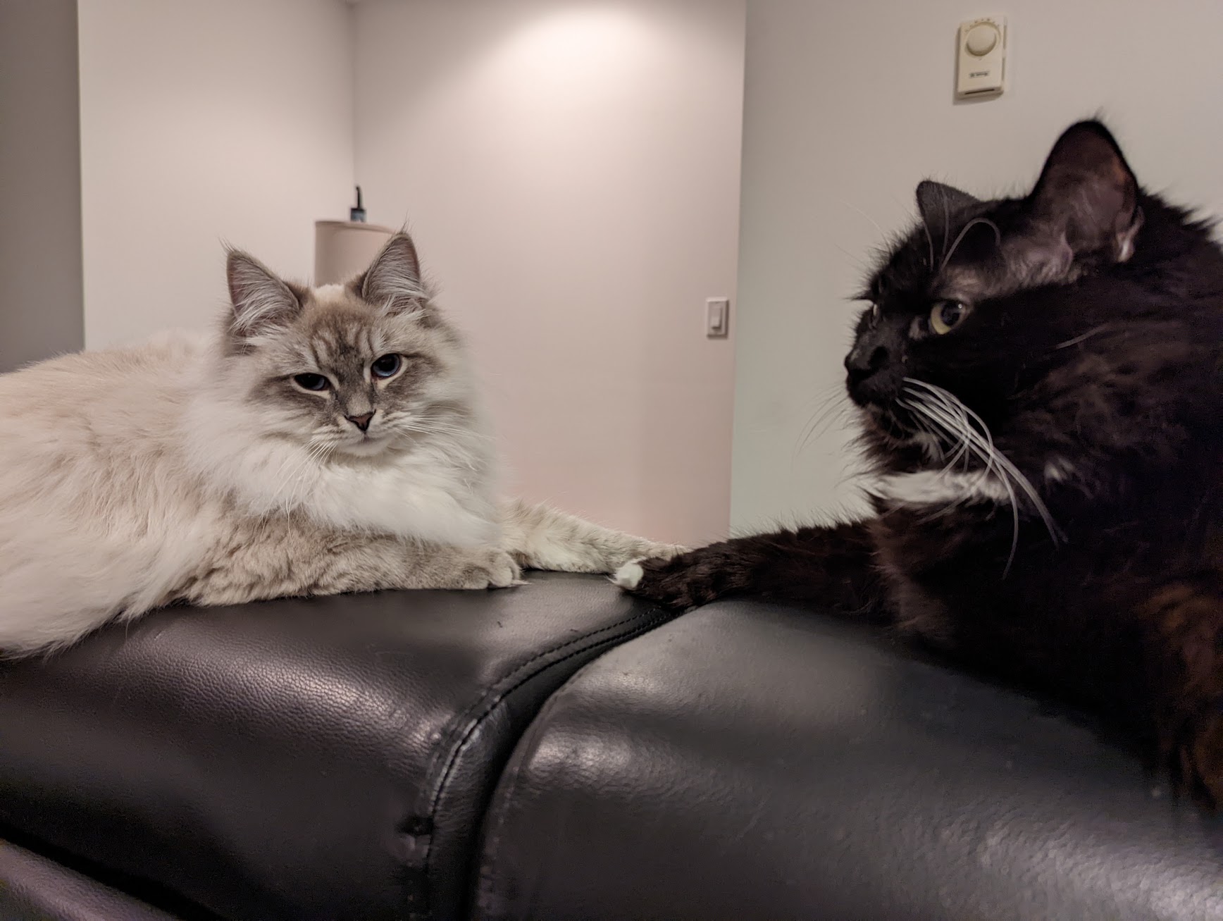 They like to lounge on the back of the couch with us after dinner