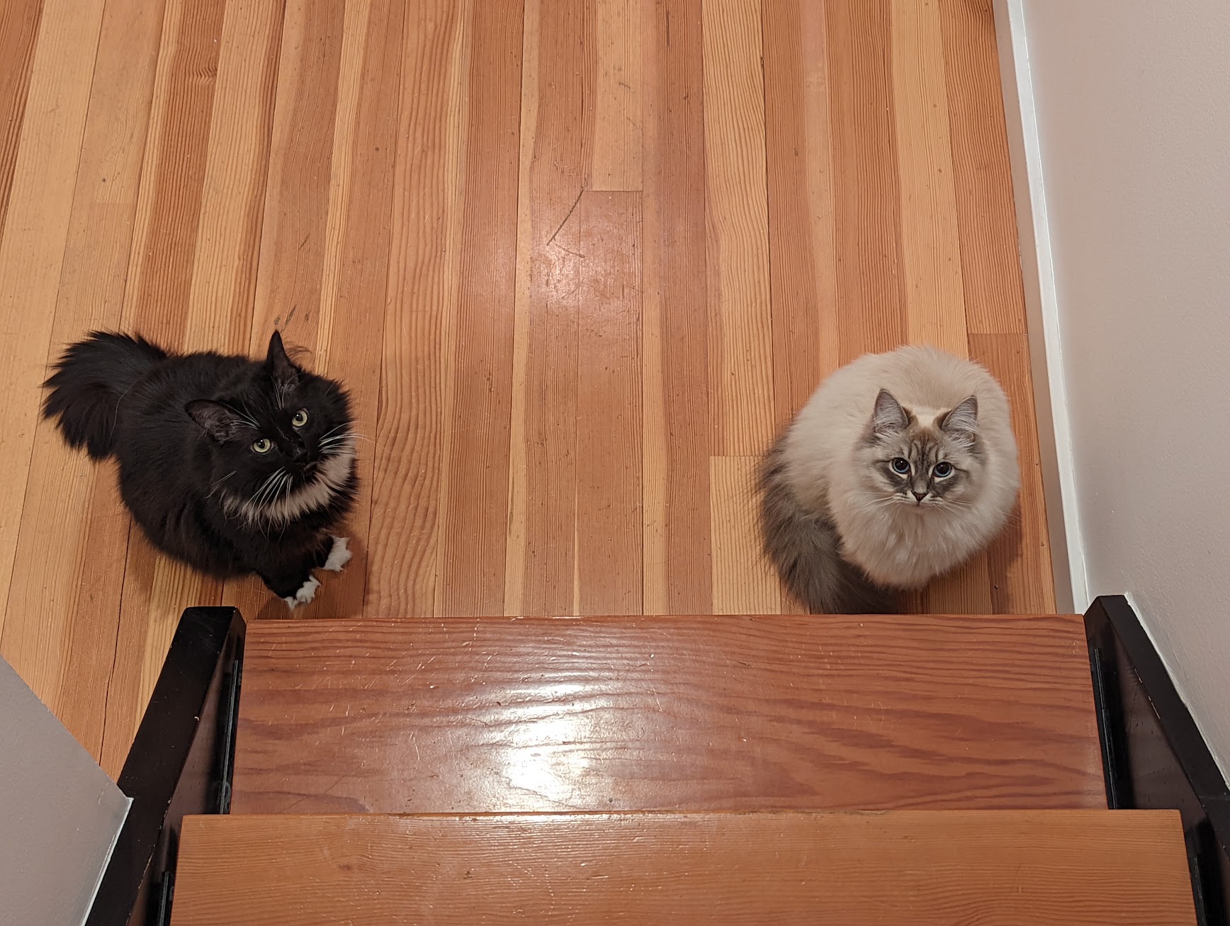 Waiting for me to clean their poopoo peepee box before bed
