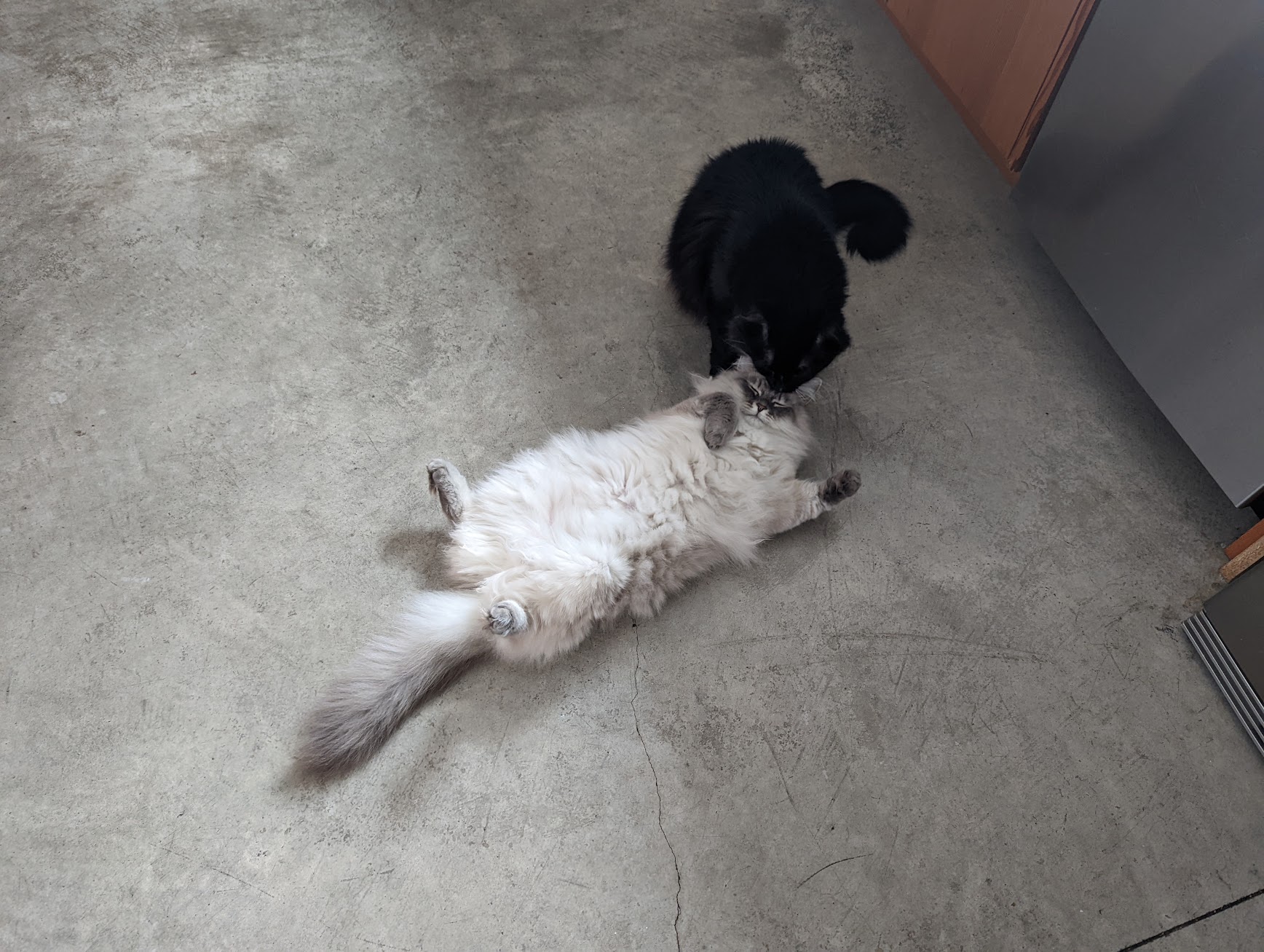 Icky says 'know thy place' to Morti