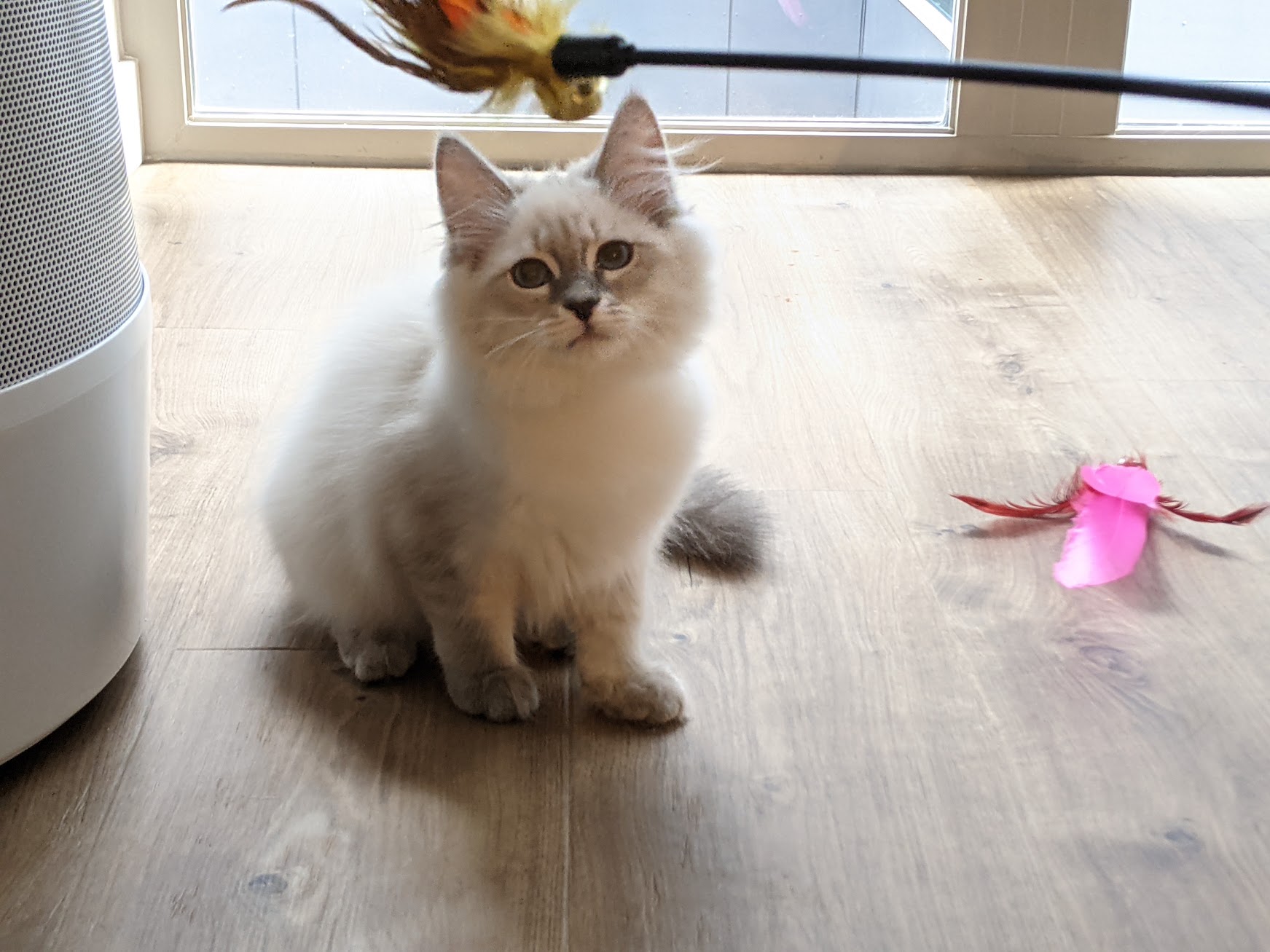 Morti's adoption day