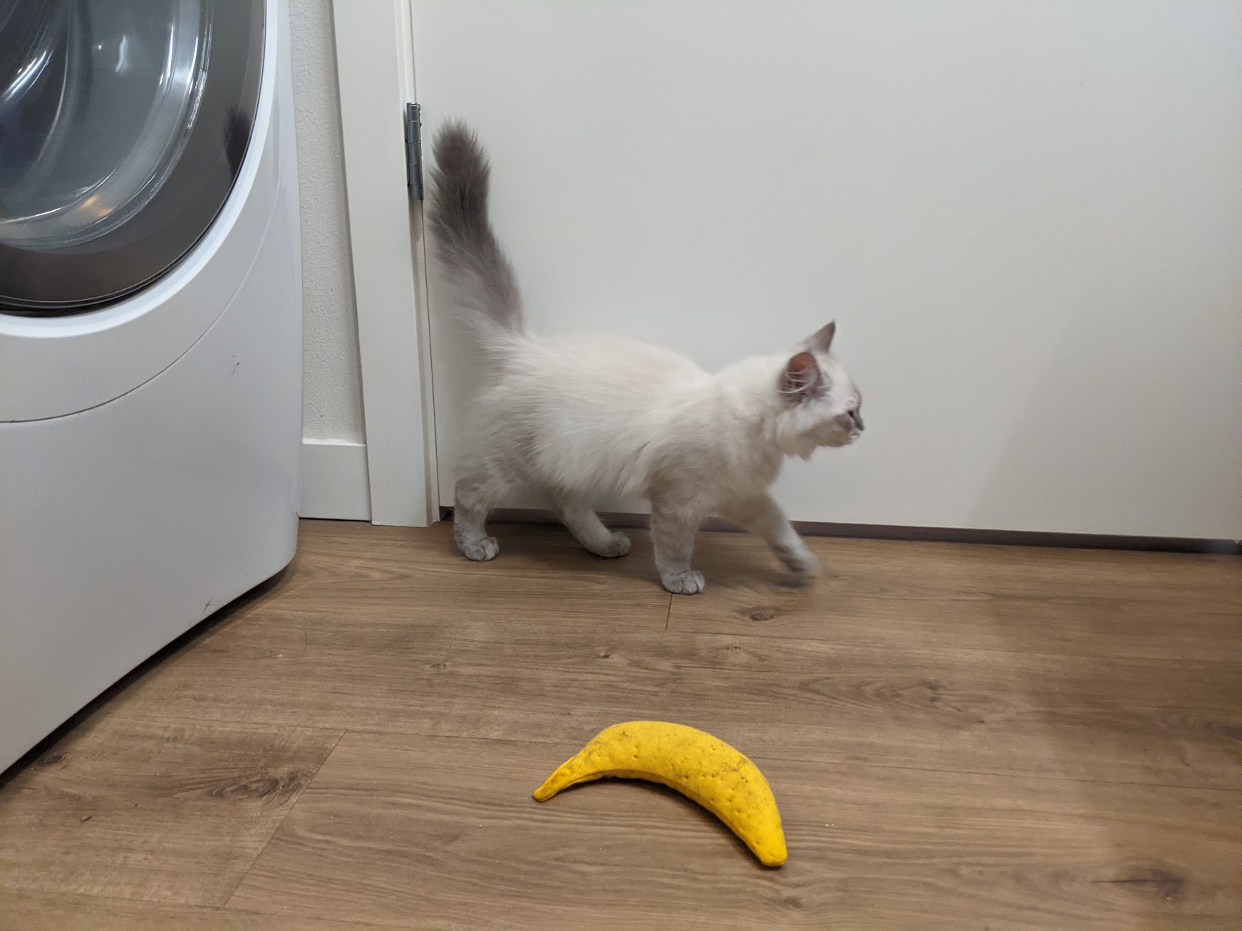 Morti had to stay in the bathroom for the first couple of weeks with her toy banan