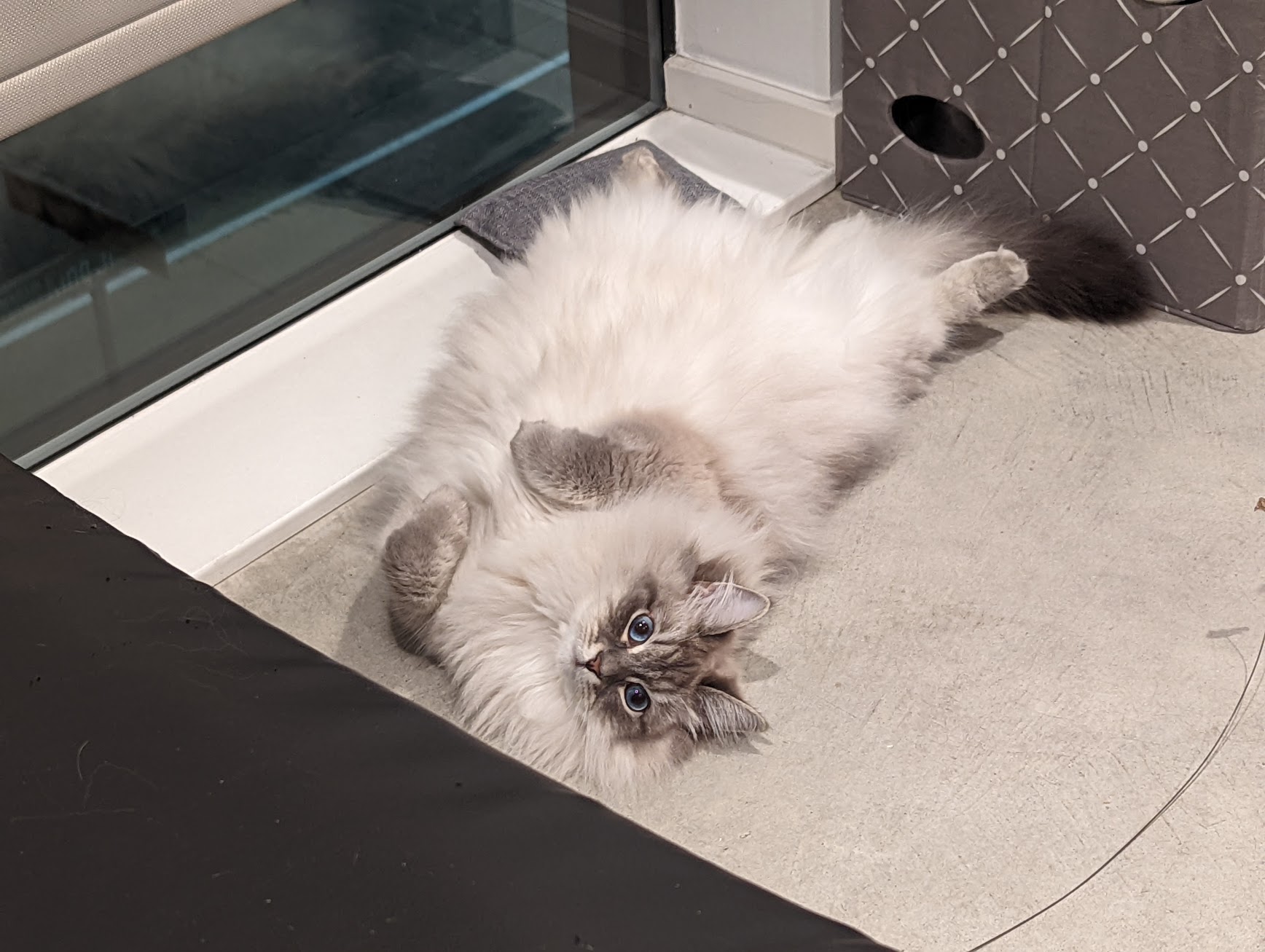 Morti loves laying on her back and being fluffy and cute